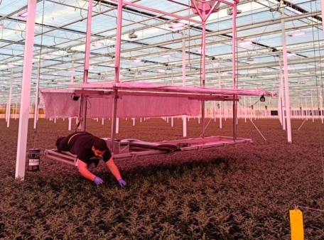 Man-op-platform-boven-chrysanten-2