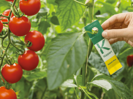 Card Hanging by Koppert and Octiva